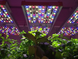 Tuneable LED horticultural lighting system (Source: OSRAM)
