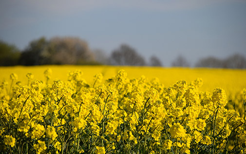 field-of-rapeseed-515px