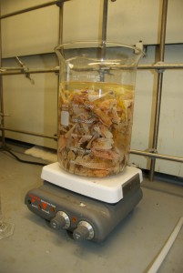 17mml025_tunicates-in-beeker