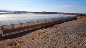 Hydroponic agriculture in desert (Source: Teshuva Agricultural Projects)