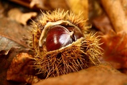 chestnut-Paolo-Gadler