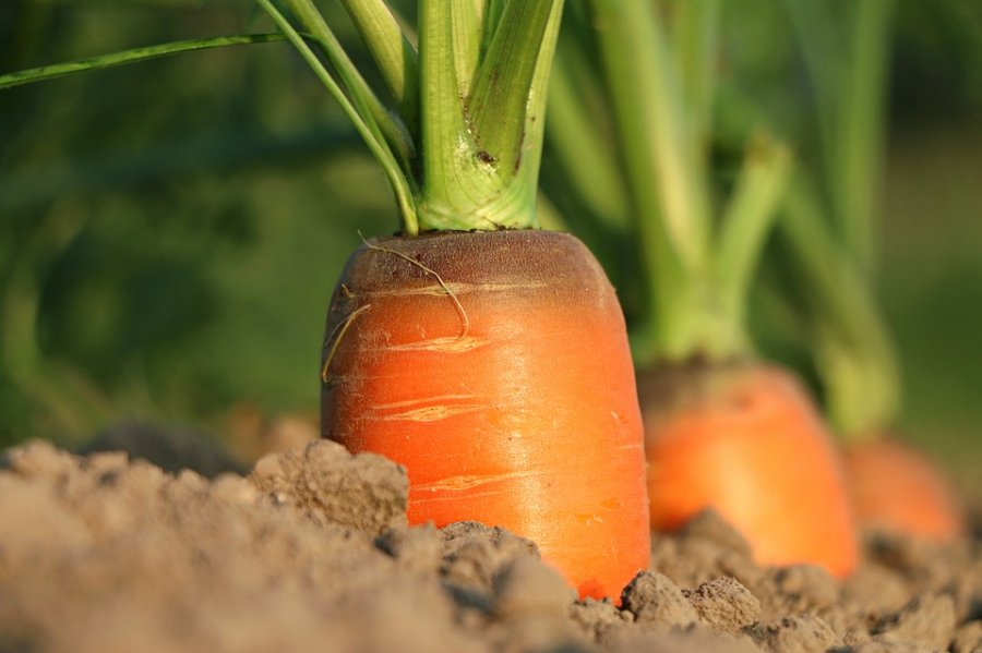 Caption Carrot growth Credit Pixabay