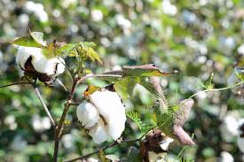 Cotton-plant