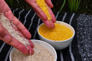 Golden Rice grain compared to white rice grain in screenhouse of Golden Rice plants. (Copyright, Wikimedia Creative Commons=
