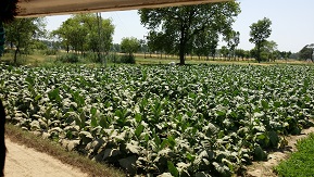 Tobacco-Plants