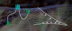Schematische Abbildung eines Spidroins, bestehend aus einer verknüpften C-terminalen Domäne (cyan), der entfalteten mittleren Domäne (weiße Linie) und den N-terminalen Domänen (grün), neben dem Schema eines sich verjüngenden Spinnkanals. (Bild: Hannes Neuweiler/Universität Würzburg)