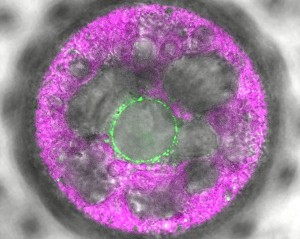 In this multicellular Volvox alga, the novel light sensor 2c-cyclop was labeled with fluorescence (green). It shows up in membranes around the nucleus. (Image: Eva Laura von der Heyde / Uni Bielefeld)