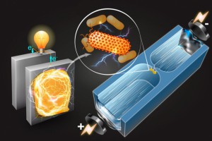 A microfluidic technique quickly sorts bacteria based on their capability to generate electricity. Image: Qianru Wang