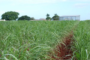 QAAFI sugarcane at Meringa research station - photo courtesy of SRA