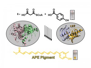 Assembly of bacterial arylpolyene pigments. (Image: M. Schmalhofer / TUM)