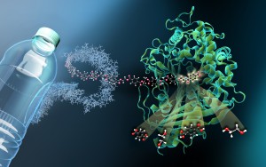 The enzyme MHETase is a huge and complex molecule. MHET-molecules from PET plastic dock at the active site inside the MHETase and are broken down into their basic building blocks. Copyright: M. Künsting/HZB Copyright: M. Künsting/HZB