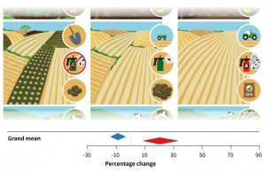 To determine the responses of species richness and yield to conventional land-use intensification, we conducted a global meta-analysis. Across all production systems (food, fodder, wood), intensification increases yield (+20.3% / red arrow), but also leads to a loss of species (-8.9% / blue arrow). Photo: UFZ