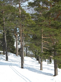 1024px-A_cross-country_skiing_track_in_pine_forest_Helsinki