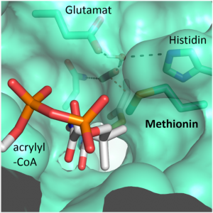  A methionine residue shields the active site from the competing water molecules. Max-Planck-Institute for Terrestrial Microbiology/Erb