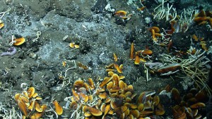 Mu­scheln an ei­nem Ölaus­tritt im Golf von Me­xi­ko. Foto: MARUM – Zen­trum für Ma­ri­ne Um­welt­wis­sen­schaf­ten, Uni­ver­si­tät Bre­men