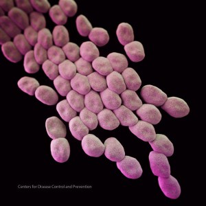 Acinetobacter baumannii, which uses a protein called Acel to resist hospital-grade antiseptic chlorhexidine. (c) CDC