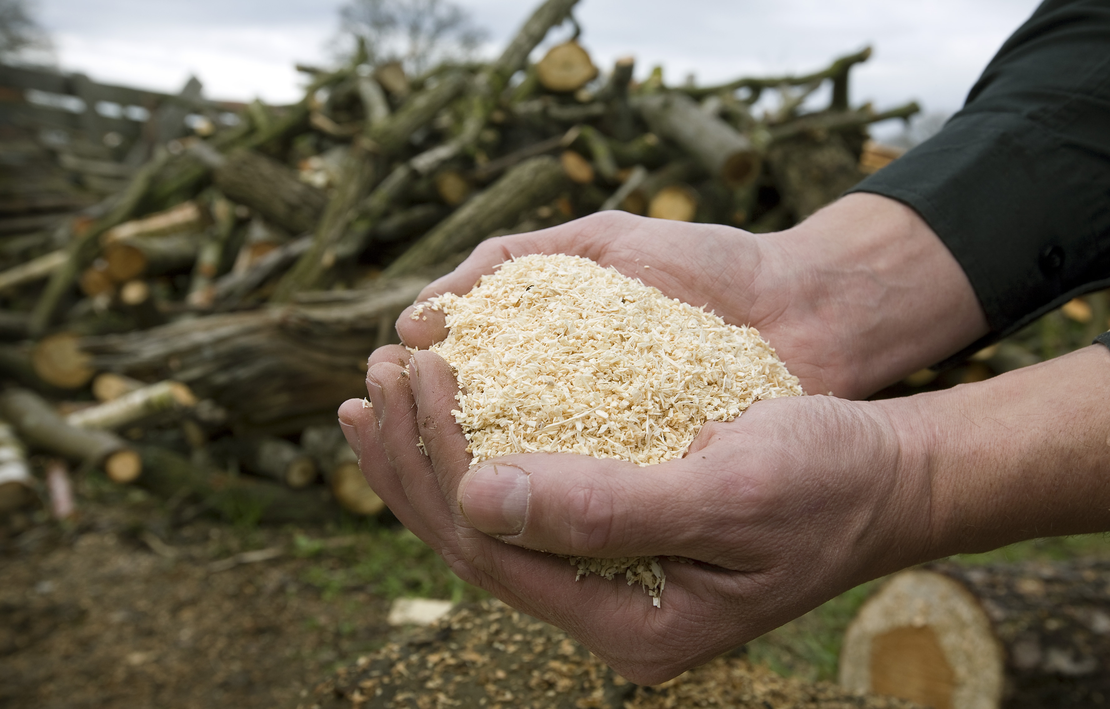 The sawdust will be processed into pyrolysis oil.