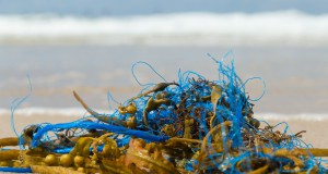 Plastikmüll, hier am Strand von Sylt, landet oft im Meer. Mithilfe eines Bakterienenzyms schafft es die Kieselalge Phaeodactylum tricornutum, Plastikmüll im Salzwasser abzubauen.
