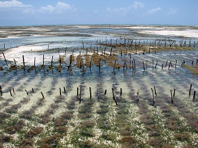 Aquaculture-of-red-algae