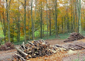 Loggin-in-beech-wood