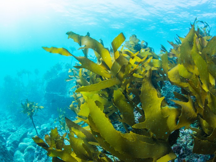 Is seaweed the solution to sustainable biofuel? - Renewable Carbon