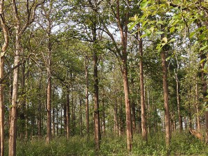 Teak (Tectona grandis) in a timber plantation stands unharvested in a protected area in Karnataka, India. Photo: Anand Osuri