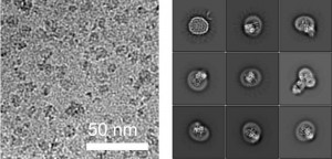 Links: Kryo-​EM Bild von ALG6-​Antikörper-Partikeln. Rechts: 2D-​Klassen von gemittelter ALG6-​Fab Partikel. (Grafik: ETH Zürich / Joël Bloch)