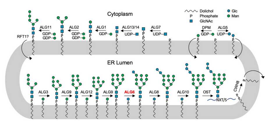 Schema des Biosynthesewegs für Lipid-​gebundene Oligosaccharide. Enzymnamen werden oberhalb der Reaktionspfeile beschrieben, die benötigten Substrate darunter. ALG6 ist in roter Schrift hervorgehoben. (Grafik: ETH Zürich / Joël Bloch)