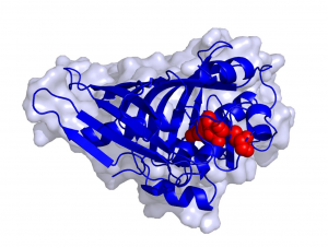 Räumliche Struktur des Enzyms AmbDH3. Bild: Frank Hahn.