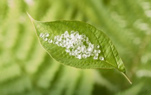 biobased_polylactic_acid_pellets_on_green_leaf