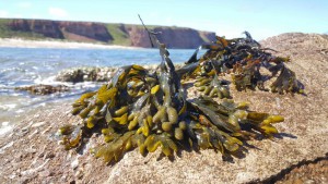 The brown algae Fucus vesiculosus grows on stones almost everywhere along the North Sea and Baltic Sea.  © Max Planck Institute for Marine Microbiology/M. Schultz-Johansen