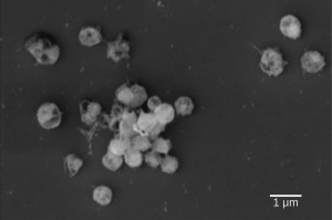 Elektronen-mikroskopische Aufnahme von Lentimonas, einem neu isolierten Bakterium das Fucoidan abbauen kann an. © Max-Planck-Institut für Marine Mikrobiologie/A. Sichert