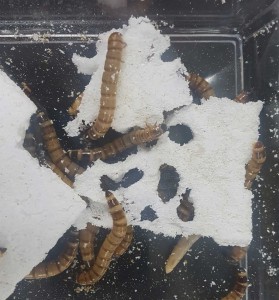 Bacteria from the gut of superworms can degrade polystyrene (white material). Credit: Adapted from Environmental Science & Technology 2020, DOI: 10.1021/acs.est.0c01495 