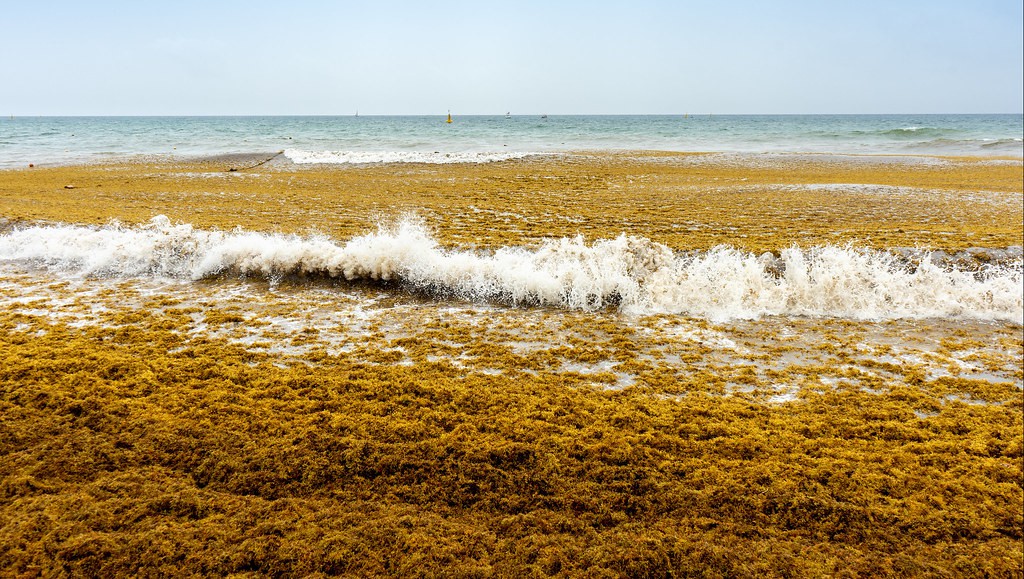 Is seaweed the solution to sustainable biofuel? - Renewable Carbon News