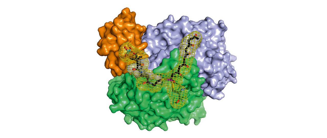 Ein Komplex aus drei Proteinen schützt das hochreaktive Hexaketid bei der Verlängerung zum Oktaketid. Aus diesem werden im Zusammenspiel mit weiteren Proteinen wichtige Naturstoffe hergestellt. Bild: M. Schmalhofer / M. Groll / TUM 