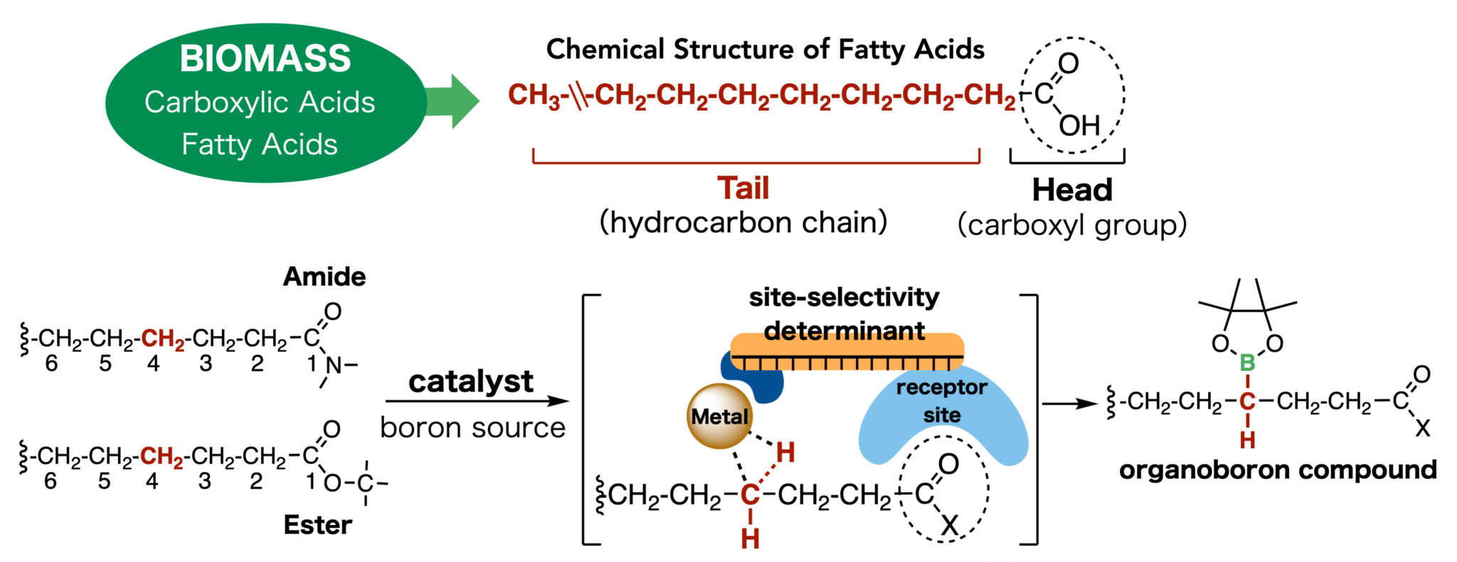The newly developed catalyst (center bottom) consists of a metal (iridium) atom at its core and various modules that ensure that the fatty acid amide or ester is precisely positioned in a way that the C–H bond located three carbons away from the carboxyl group is modified.