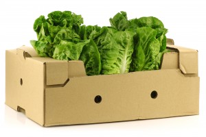 "little gem" lettuce in a cardboard box on a  white background