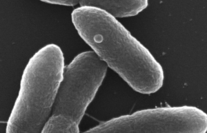 ORNL scientists have optimized the Pseudomonas putida bacterium to digest five of the most abundant components of lignocellulosic biomass simultaneously, supporting a highly efficient conversion process to create renewable fuels and chemicals from plants. Credit: Alli Werner/NREL,U.S. Dept of Energy