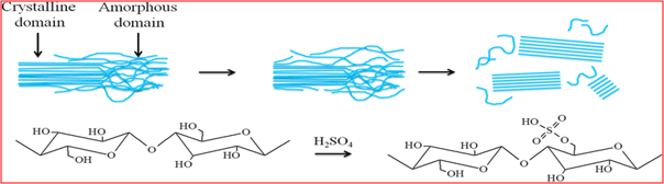 Schematic sketch on cellulose nanocrystals through acid hydrolysis Source: IITKGP