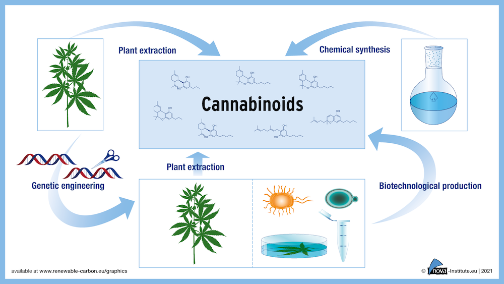 Overview_of_different_cannabinoid_production_pathways_1000px