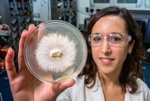  Davinia Salvachúa Rodriguez holds a petri dish containing white-rot fungi. She is the senior author of a study showing that white-rot fungi consume and use the products generated from breaking down lignin, a pathway for sequestering carbon in nature. Photo by Werner Slocum, NREL