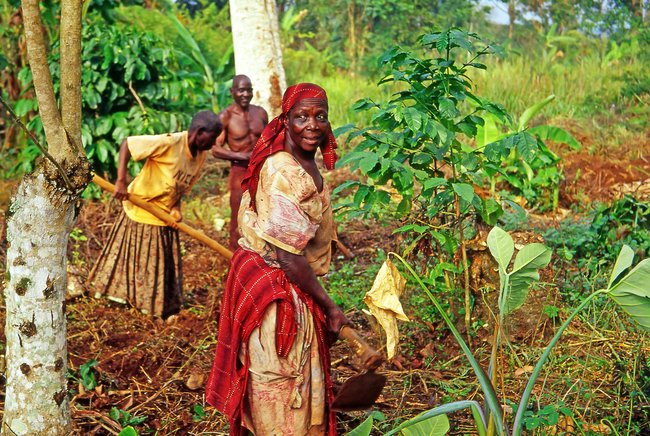 Buikwe,Region,,Uganda,-,July,26:,An,Unidentified,Farmers,Working