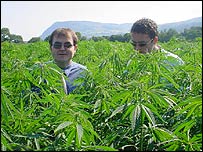 cannabis_field.jpg