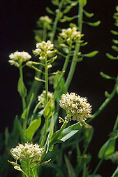 Alpine pennycress