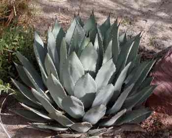 1332-mexico--agaves-moving-from-tequila-to-ethanol.jpg