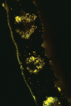 Plastic that accumulates in the leaves of switchgrass