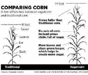 Comparison Sugarcorn to Corn