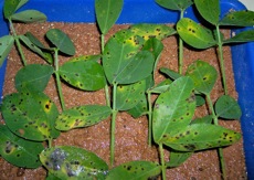 Erdnusspflanzen können durch Behandlung mit <br />Chitosan vor einer bakteriellen Erkrankung <br />geschützt werden, die auf Blättern braune<br />Flecken verursacht und den Ertrag senkt.”></td>
</tr>
<tr>
<td style=