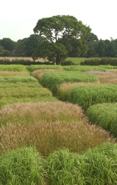 Energy crop research at Rothamsted Research: <br />Optimising the yield of fast growing energy <br />crops that are not part of the food chain is <br />one way scientists aim to make sustainable, <br />green bioenergy replacements for fossil fuels <br />a reality.”></td>
</tr>
<tr>
<td style=