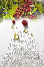 Das Rizinusöl des afrikanischen <br />Wunderbaums als Grundstoff für Se-<br />bacin, aus dem Bio-Polyamide für <br />technische Anwendungen hergestellt <br />werden. Foto: BASF 2007 